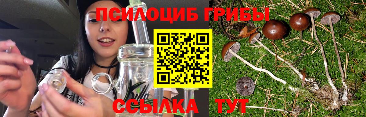 Галлюциногенные грибы Cubensis  Вязьма  Псилоцибиновые грибы прущие грибы 